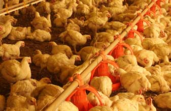 Aves Frango de Ouro - Foto 1