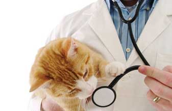 Bicho Mania - Foto 1