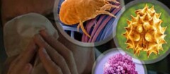 imunologia-cachoeiro-de-itapemirim-1365159509