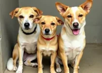 adoção responsável de cães