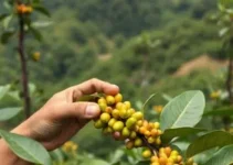 concurso de qualidade e sustentabilidade dos cafés